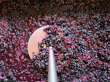 Punch down being performed on a red wine fermentation