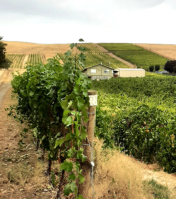 Bright Light Vineyard, The Dalles, Oregon