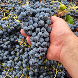 Multiple wine related photos from Freytag Cellars Instagram