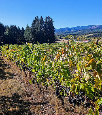 Purple Cow Vineyard, Forest Grove, Oregon