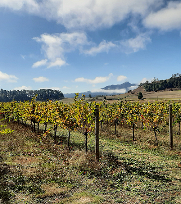Secondo Figlio Vineyard, Elkton, Oregon