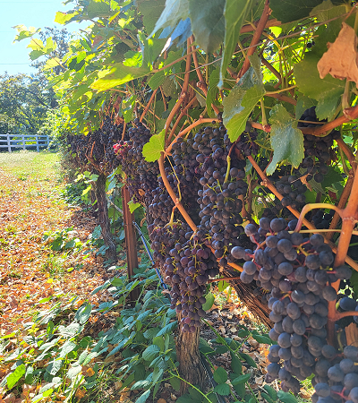 Cooper Ridge Vineyard, Roseburg, Oregon