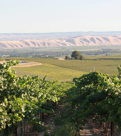 Diamondback Ridge Vineyard, Zillah, Washington