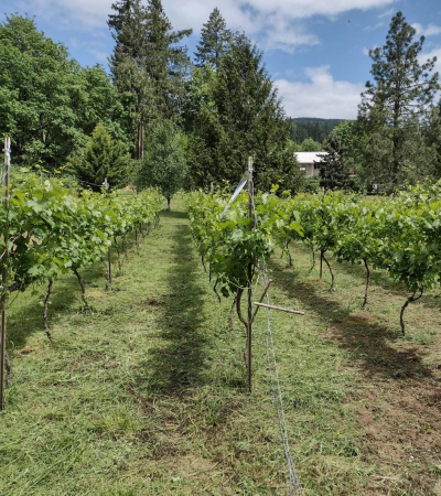 McKenzie Crest Vineyard, Walterville, Oregon
