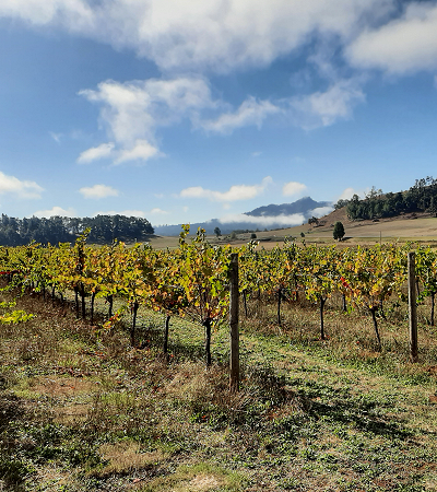Secondo Figlio Vineyard, Elkton, Oregon